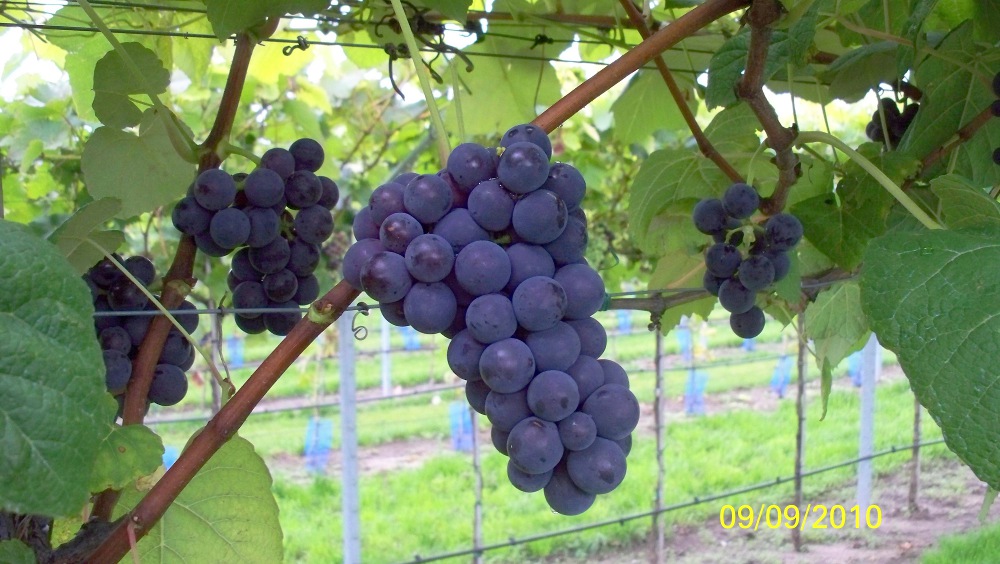  mars seedless