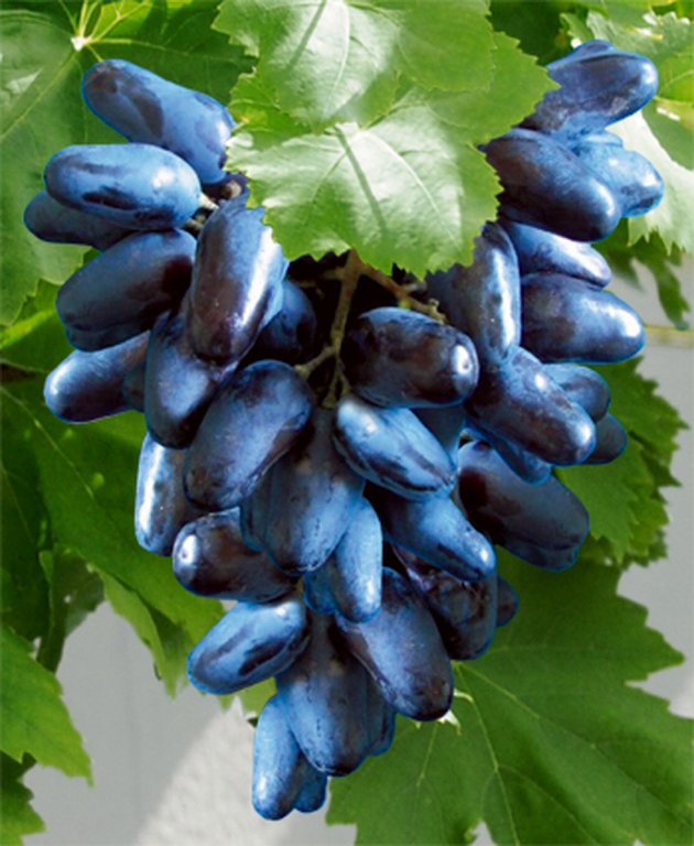  moldau