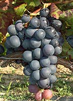  molinera