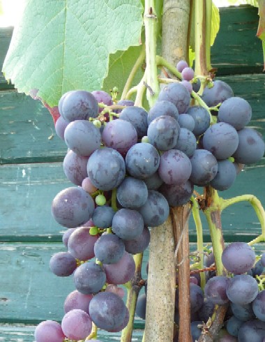  new york muscat
