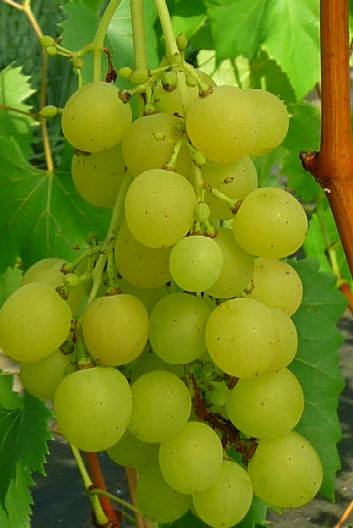  palatina