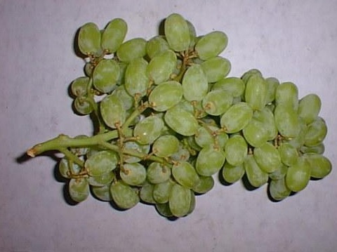  ramtes