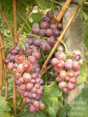  rosa menna di vacca