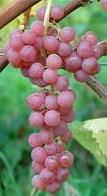  suffolk seedless