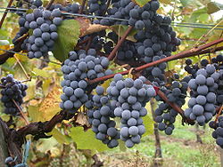  tempranillo