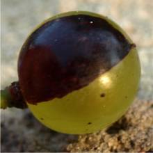  tressot panaché