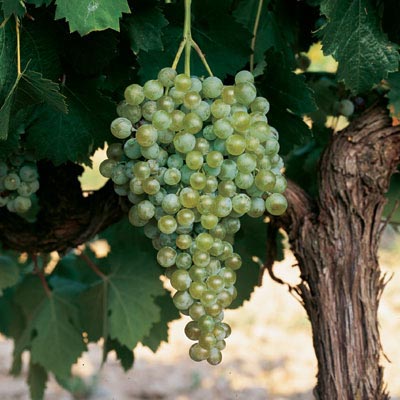  verdejo