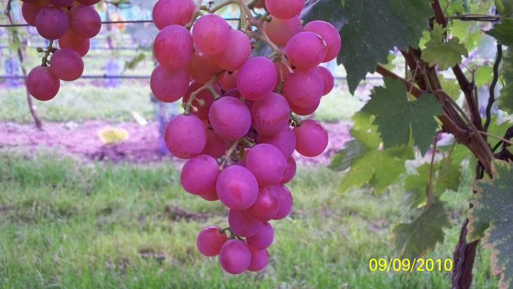  vineland 68021
