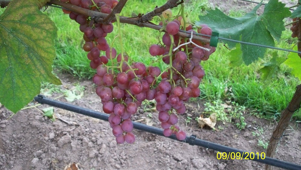  vineland 68021