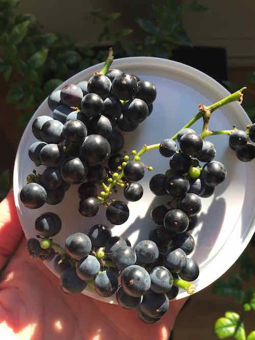  vitis riparia