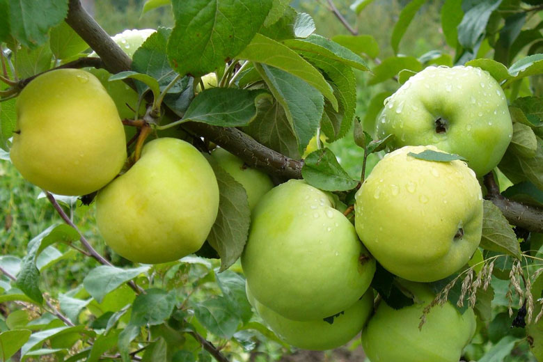  antonovka