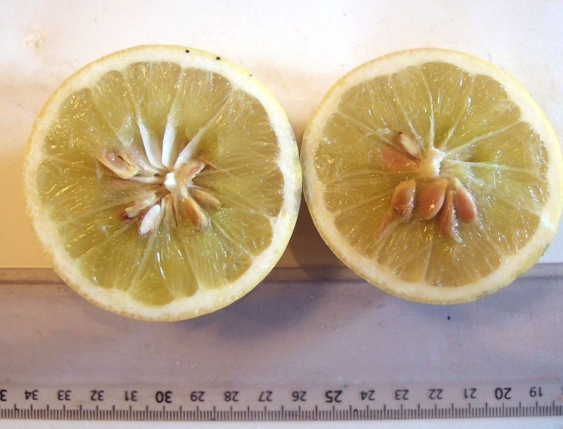  bergamote de palerme