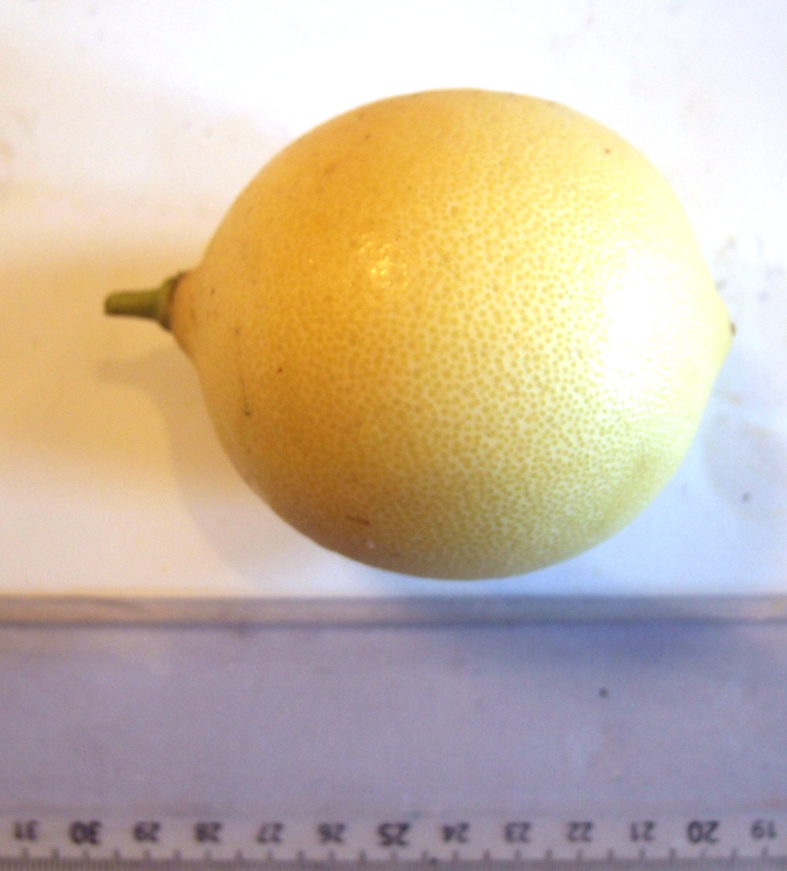  bergamote de palerme