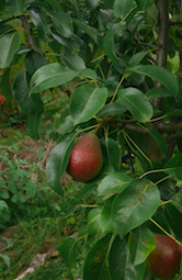 beurré superfin