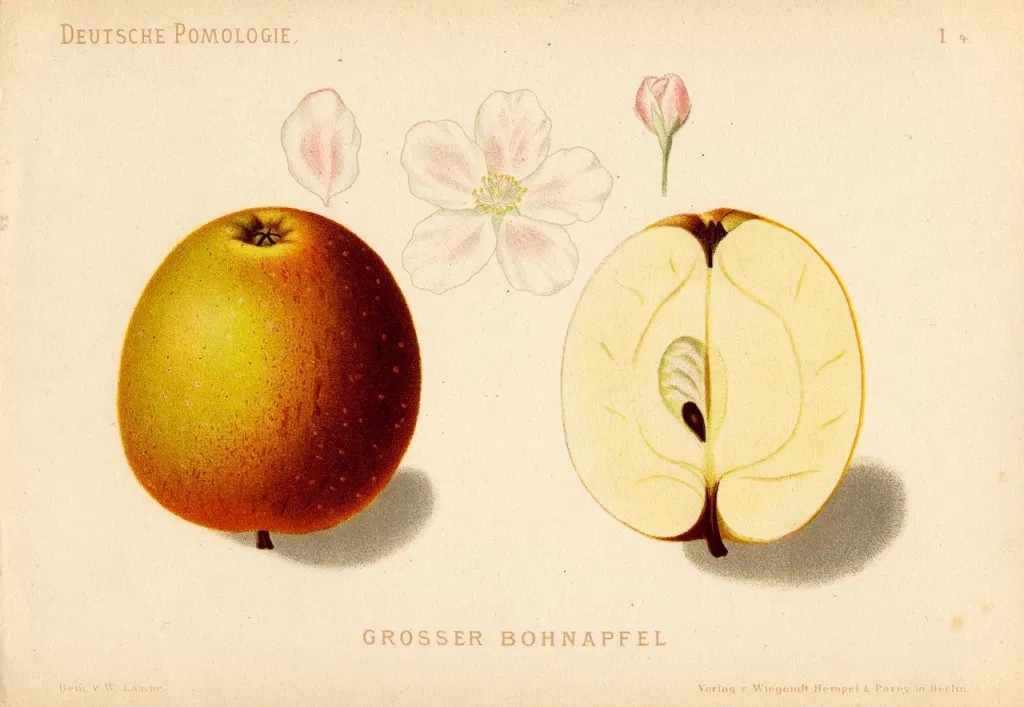  bohnäpfel