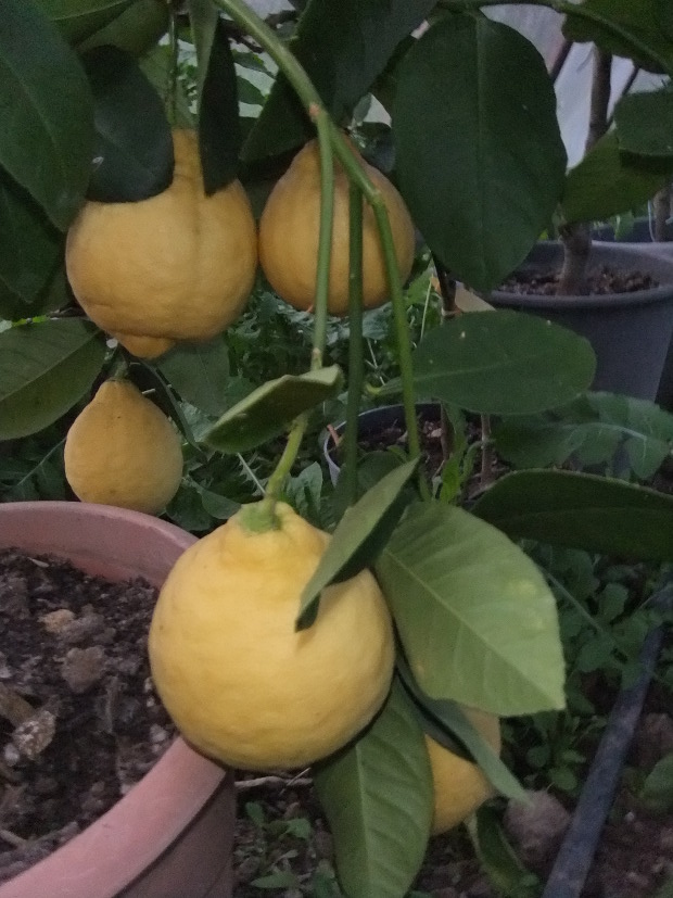  citronnier de poretta