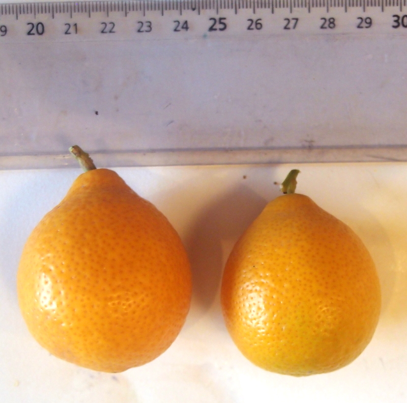  citrus taiwanica