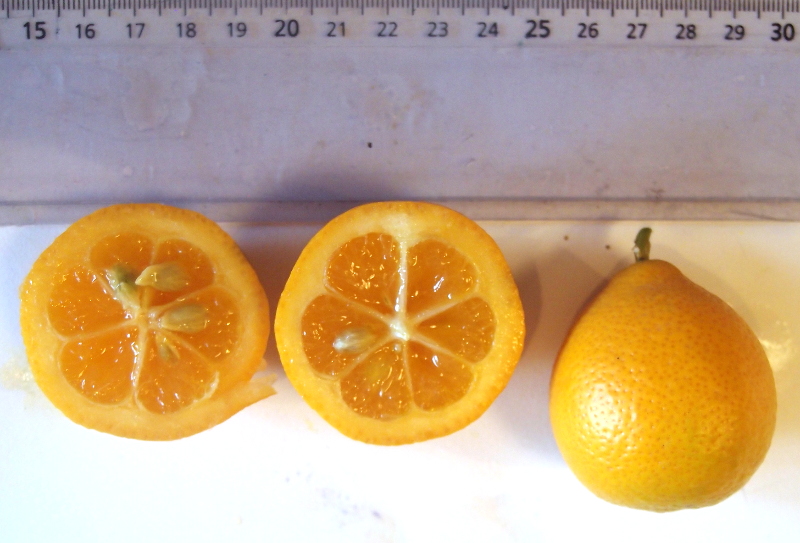  citrus taiwanica