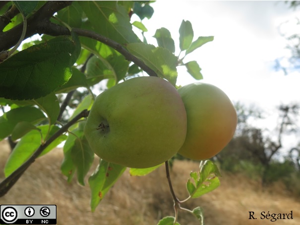  cloche ardennaise