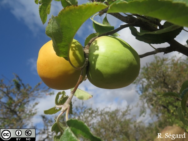  cloche ardennaise