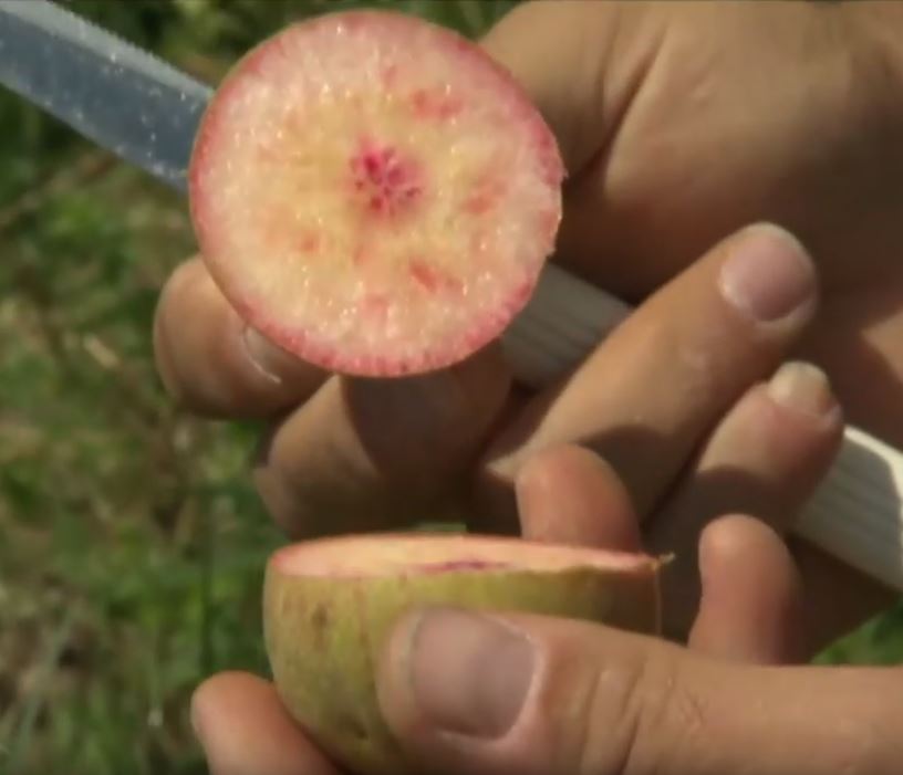  cocomerina