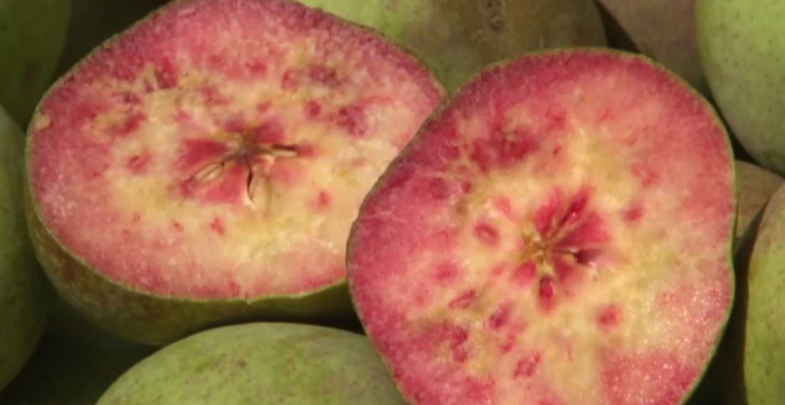  cocomerina