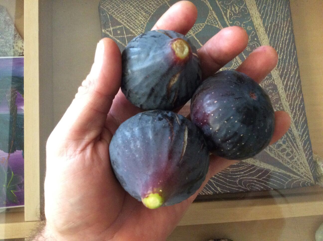  Cuello de Paloma Negra