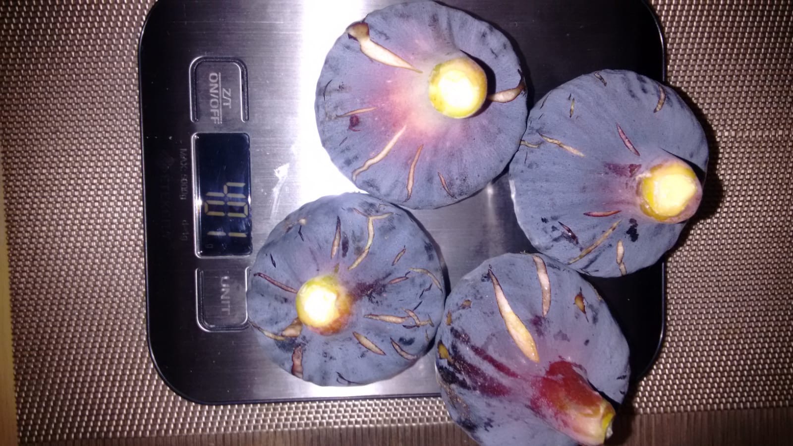  Cuello de Paloma Negra