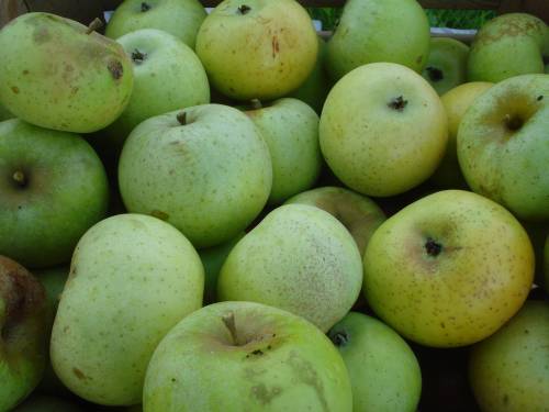  dr. seelig`s orangenpepping