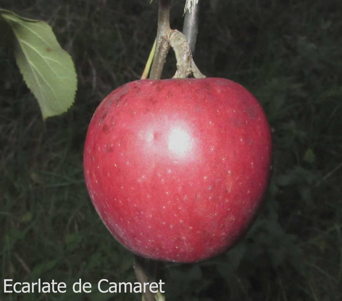  ecarlate de camaret