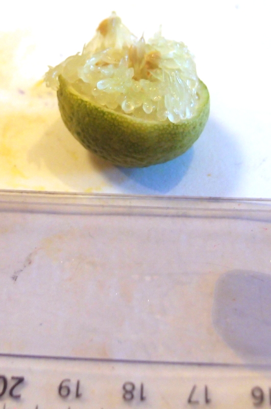  fraustrimedin