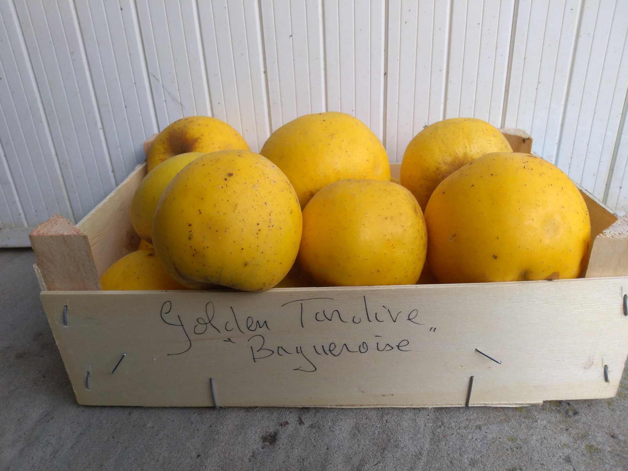  Golden tardive Baguéroise