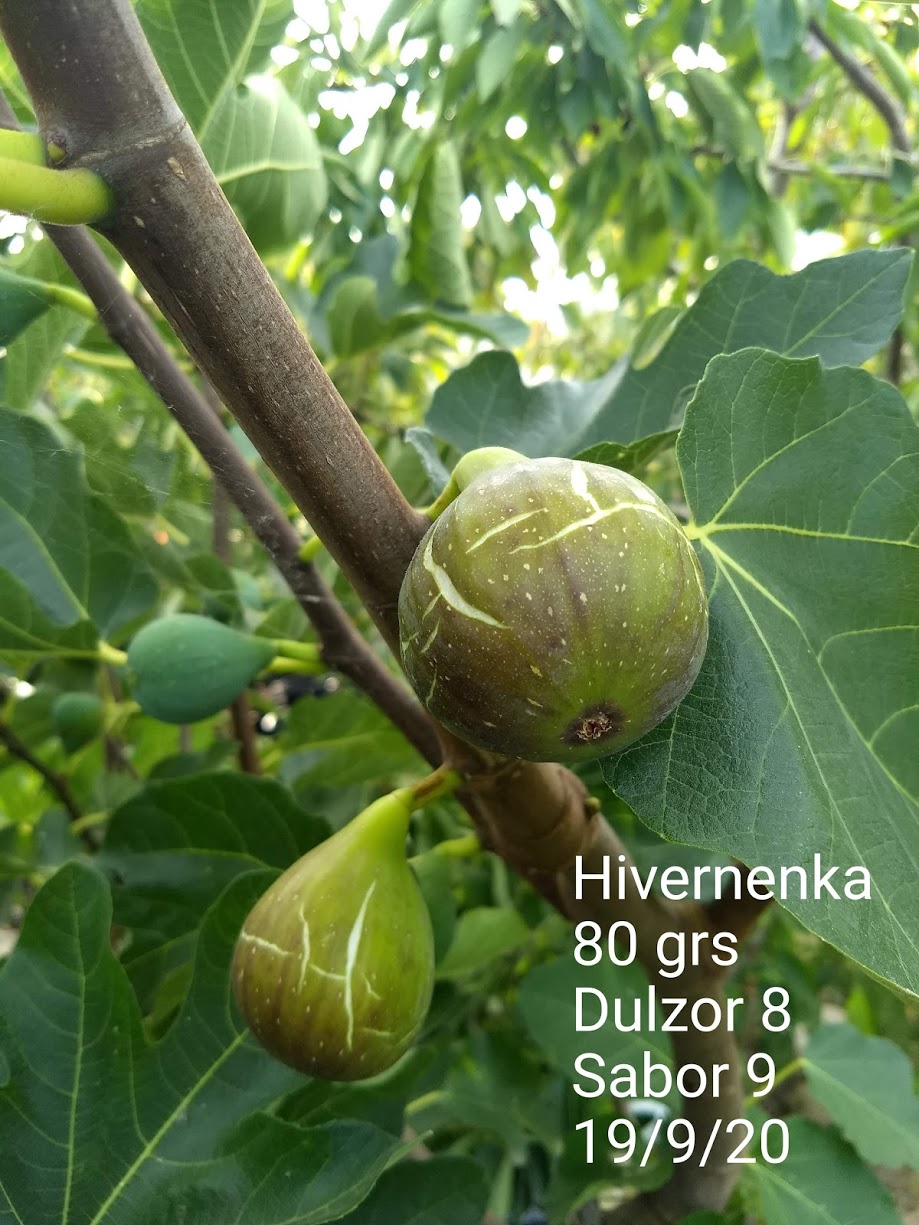  HIVERNENKA