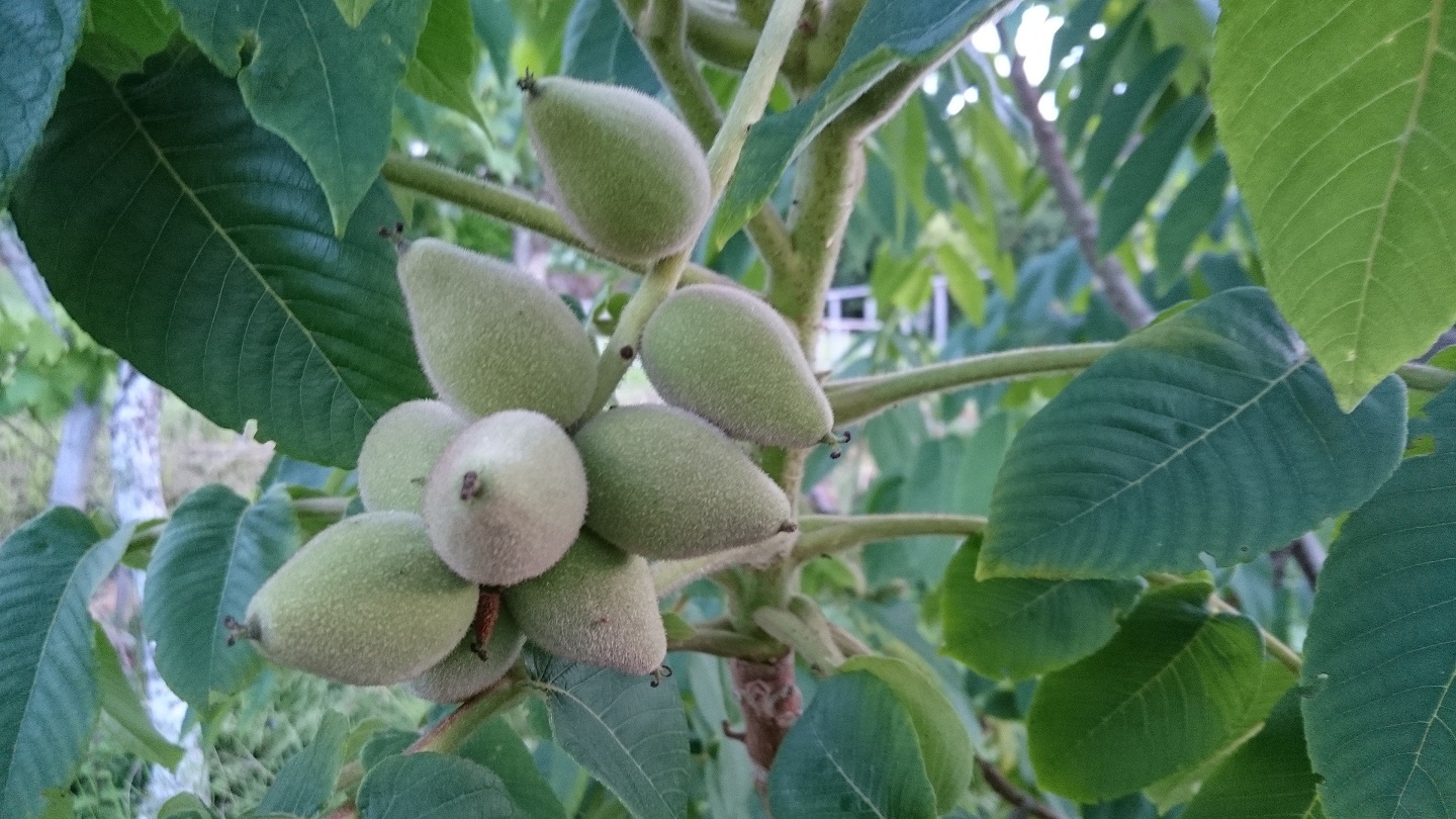  juglans ailantifolia cordiformis imshu