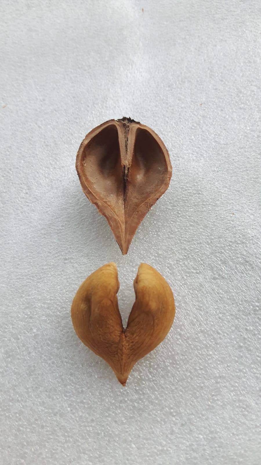  juglans ailantifolia cordiformis imshu