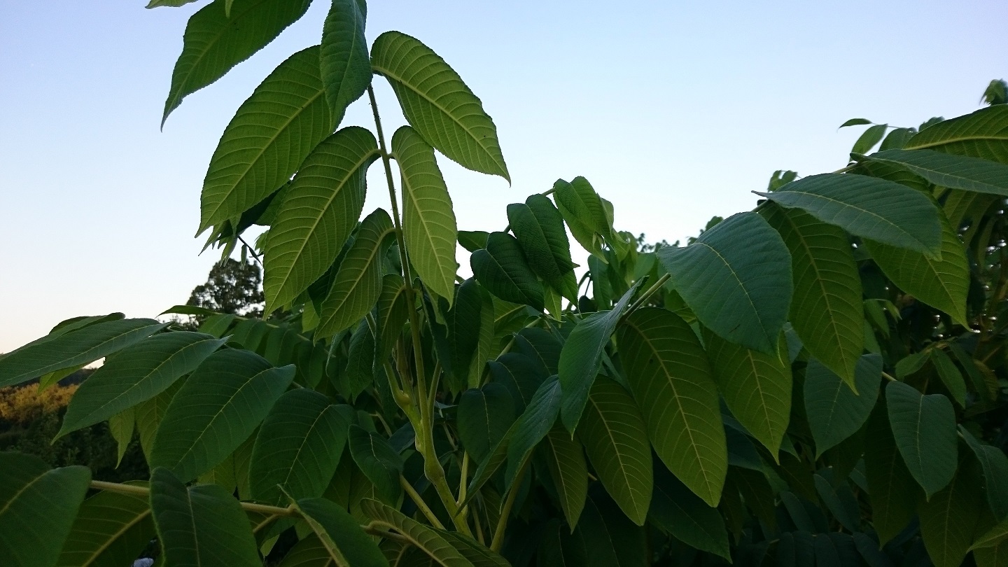  juglans ailantifolia cordiformis imshu