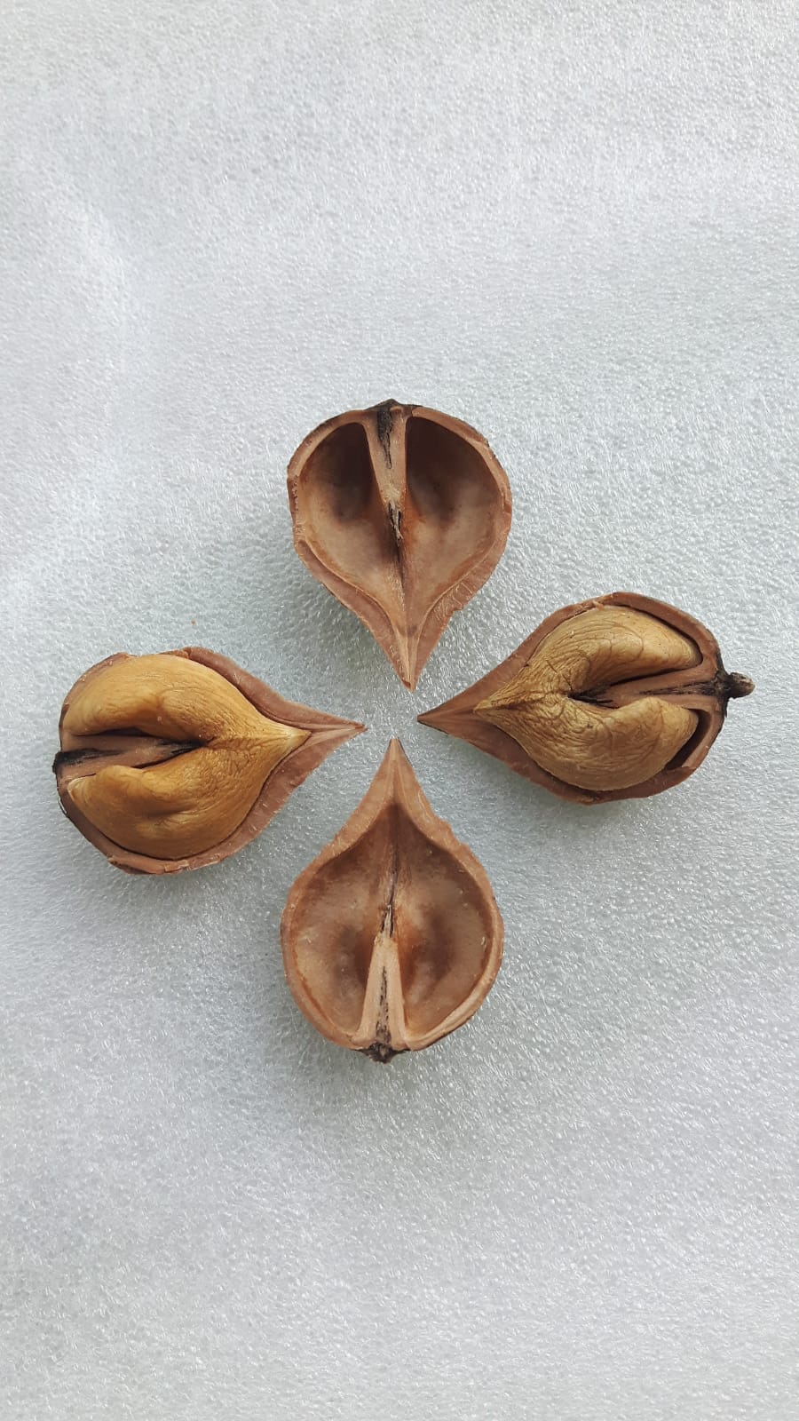  juglans ailantifolia cordiformis imshu