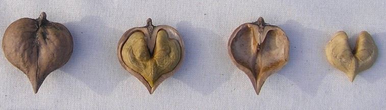  juglans ailantifolia cordiformis imshu