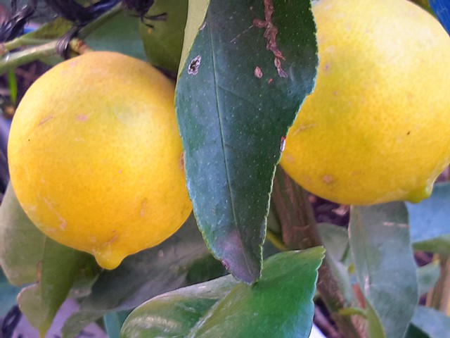  lime douce de palestine