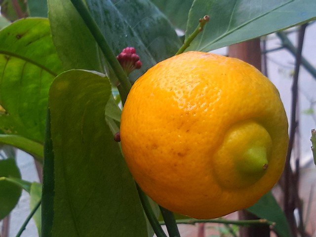  limette de marrakech