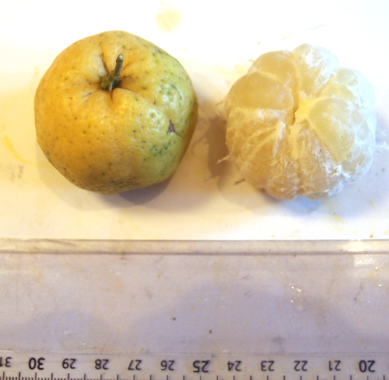 limette pursha