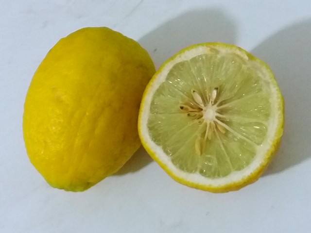 limonimedica florentina