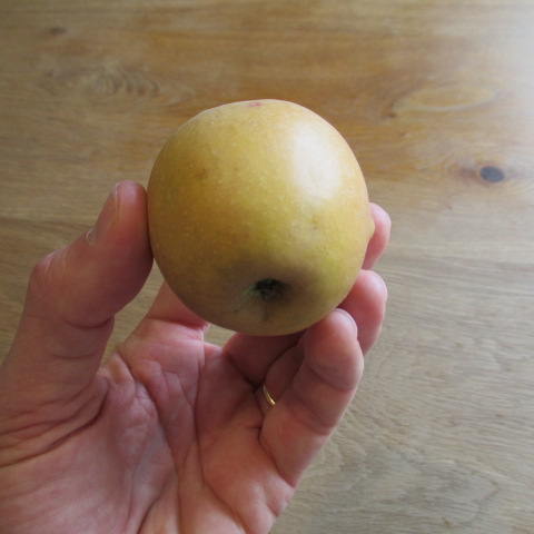  malus sieversii pepinière lavergne