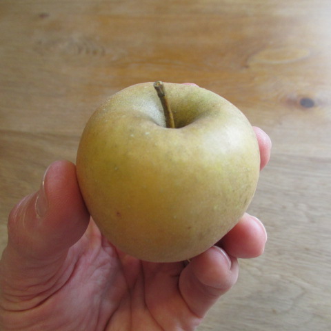  malus sieversii pepinière lavergne