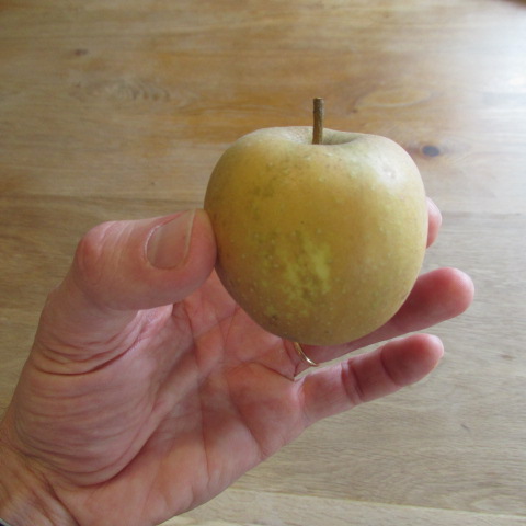  malus sieversii pepinière lavergne
