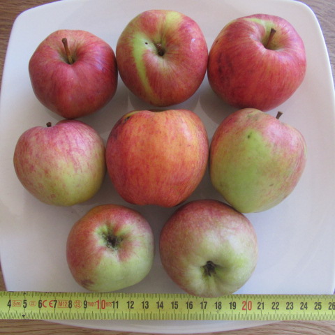  malus sieversii urapfel