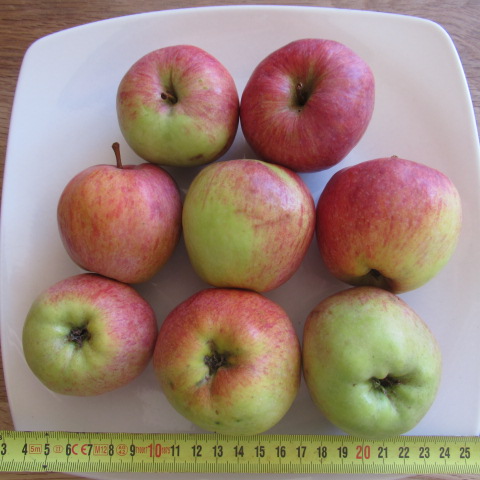  malus sieversii urapfel