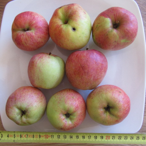  malus sieversii urapfel