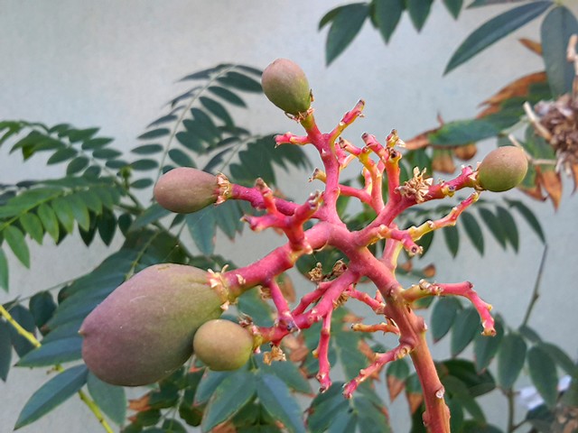  mangifera indica  c.v. osteen