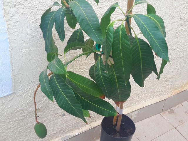  mangifera indica  c.v. osteen